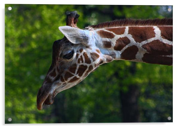 Giraffe portrait Acrylic by Paul Piciu-Horvat