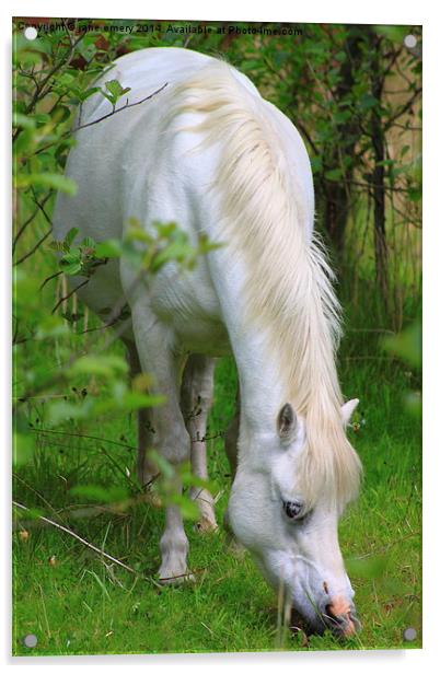  Wild Pony Acrylic by Jane Emery