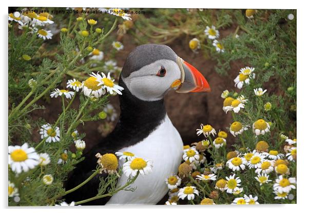  Puffin amongst the flowers Acrylic by Jane Emery