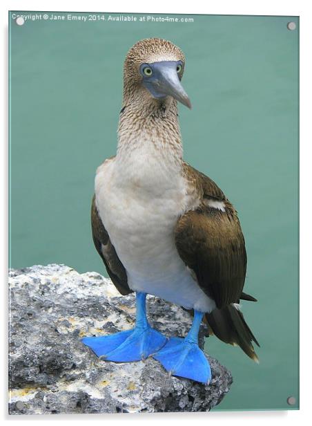  Blue Footed Booby Bird Acrylic by Jane Emery