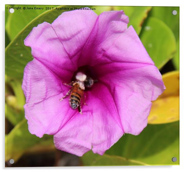 Barbados Bee Acrylic by Jane Emery