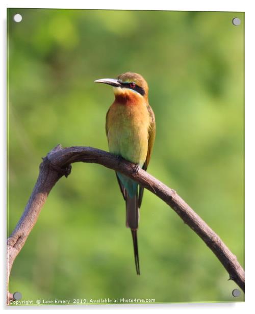 Gold Bee Eater of Sri Lanka Acrylic by Jane Emery