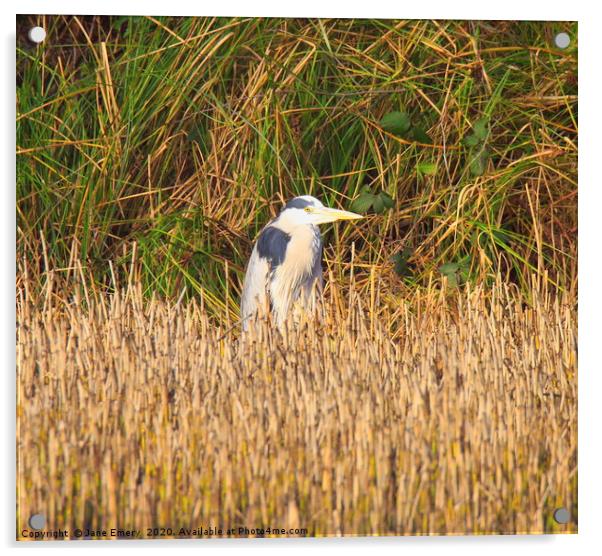 Heron in the Reeds Acrylic by Jane Emery