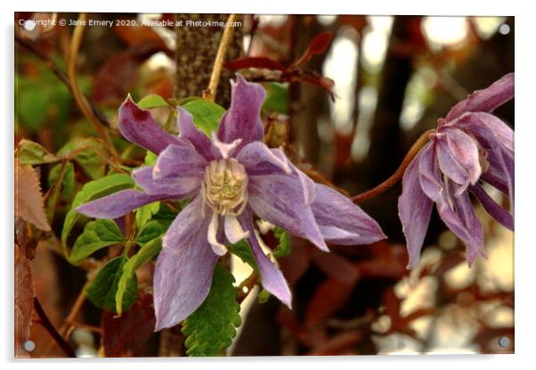Clematis Acrylic by Jane Emery