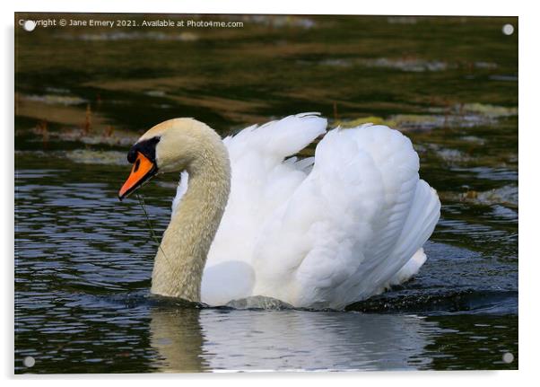 Swan on Lake Acrylic by Jane Emery