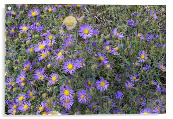 Colorado Tansy Aster Acrylic by JUDY LACEFIELD