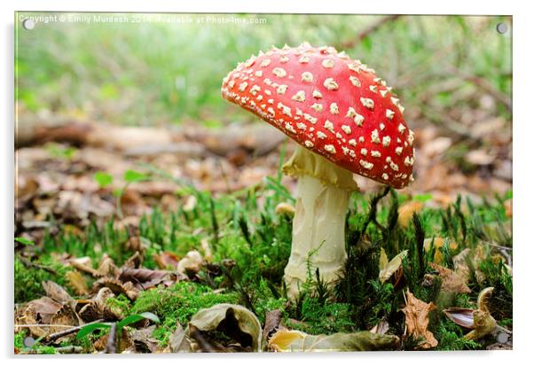  Redcap Mushroom Acrylic by Emily Murdoch