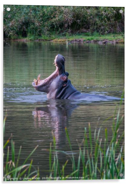 Hippo yawn Acrylic by Louise Wilden