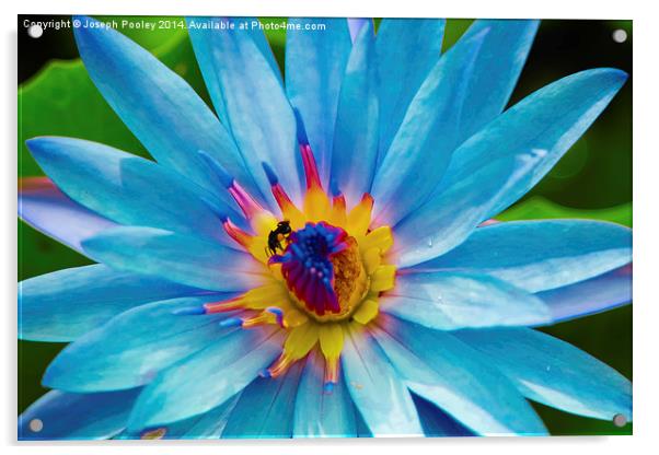 Blue Lotus Acrylic by Joseph Pooley