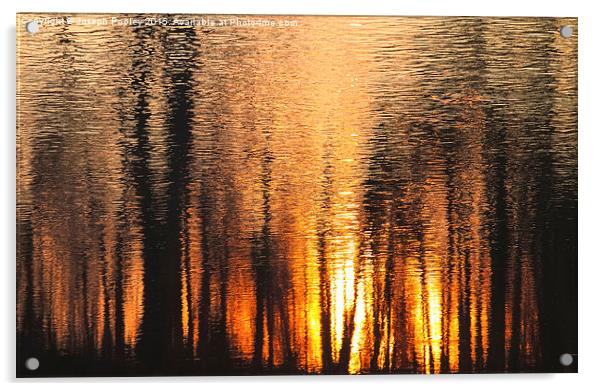  The forest of reflection Acrylic by Joseph Pooley