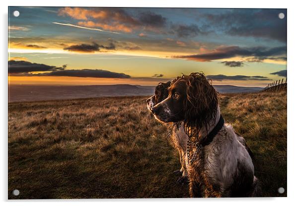  Springer Spaniels up Pendle Hill at sunset Acrylic by Graham Pickavance