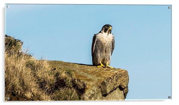 Peregrine Falcon enjoying the sun Acrylic by Graham Pickavance