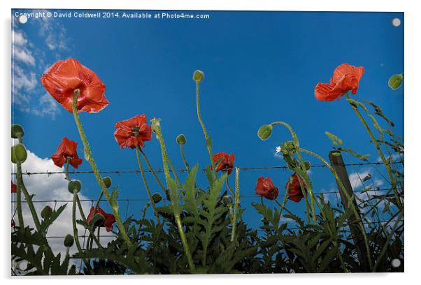  Poppies Acrylic by David Coldwell