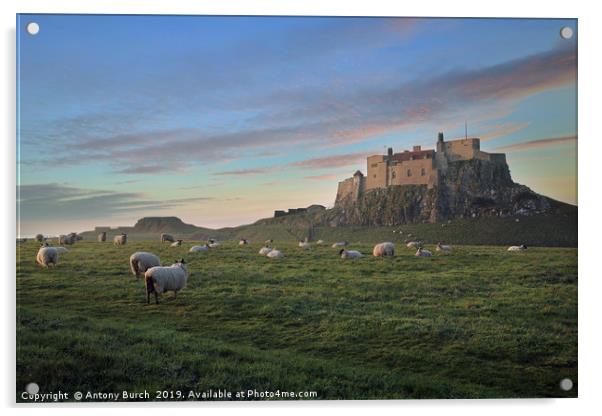 Holy island of Lindisfarne Acrylic by Antony Burch