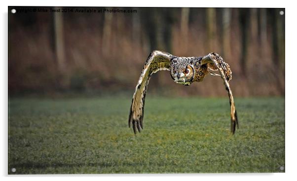  European Eagle Owl in Flight Acrylic by Mike Twist