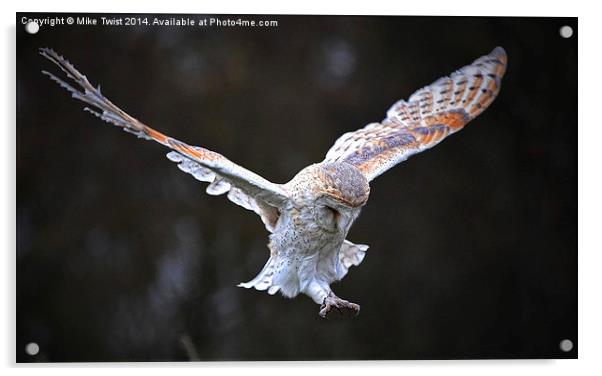  Barn Owl - Eye Spy Acrylic by Mike Twist