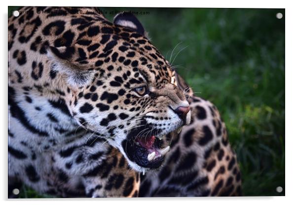 Jaguar warns off competition Acrylic by Mike Twist
