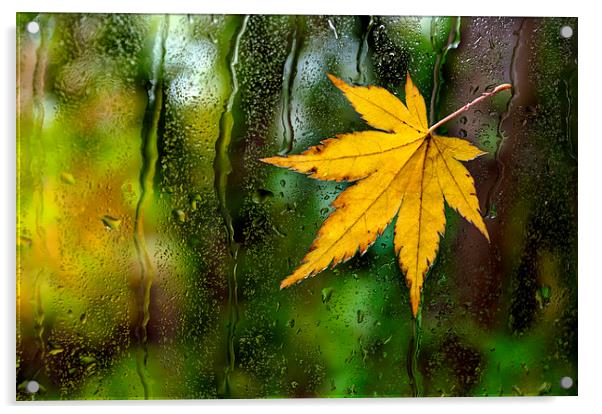 Fallen Leaf on Window Acrylic by Dave Carroll