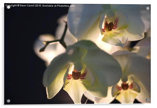 White Orchids Acrylic by Dave Carroll