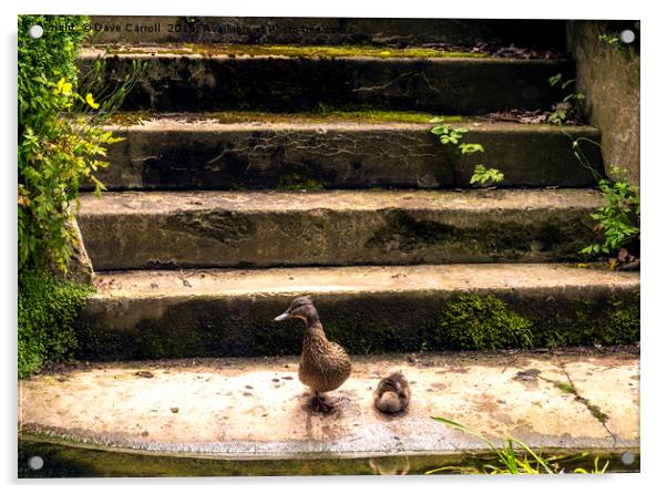 Duck and Duckling on steps by waters edge Acrylic by Dave Carroll