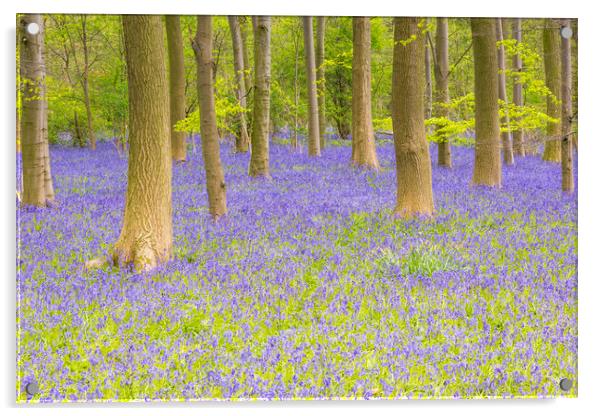 Bluebell Woods - Carpet of Bluebells Acrylic by Dave Carroll