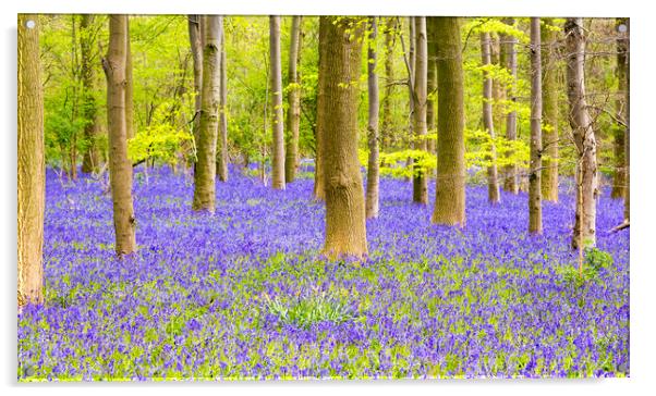 Bluebell Woods - Carpet of Bluebells Acrylic by Dave Carroll