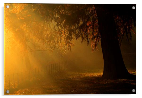 gloden light rays over Tree Hampstead-heath london Acrylic by Heaven's Gift xxx68