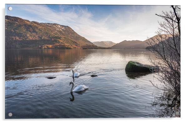 Swans on Ullswater Lake District Acrylic by Jonathon barnett