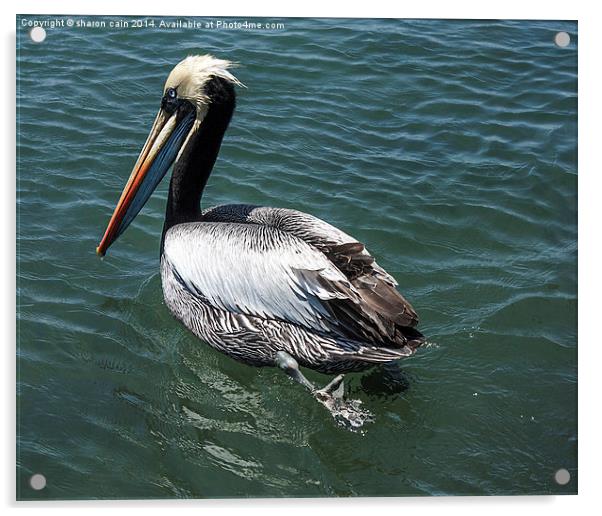 Pelican Crossing Acrylic by Sharon Cain