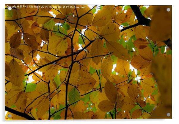  Autumn Leaves Acrylic by Phil Clarkson
