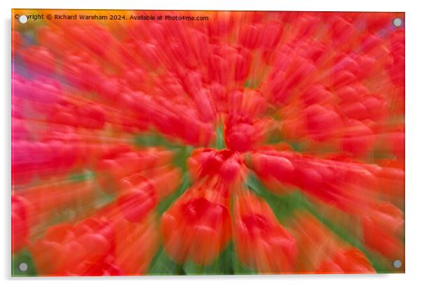 Tulip explosion  Acrylic by Richard Wareham