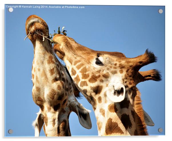  Giraffe II Acrylic by Hannah Laing