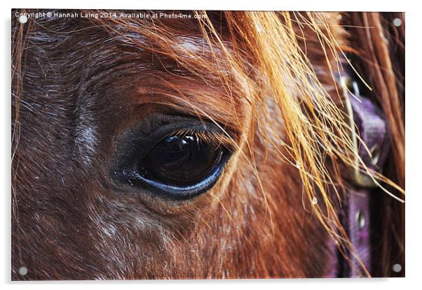  Horse II Acrylic by Hannah Laing