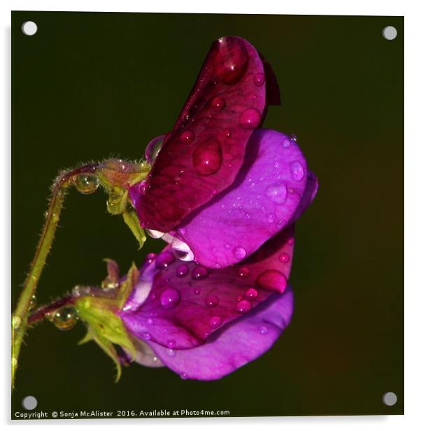 Sweet Pea III ( Pink and Purple) Acrylic by Sonja McAlister