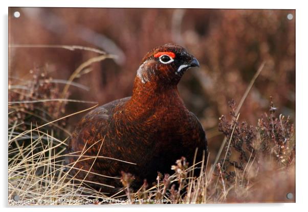 Red Grouse in Heather Acrylic by Sonja McAlister