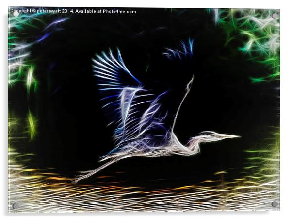  Heron in flight Acrylic by peter wyatt
