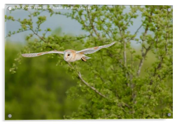 Barn Owl in flight Acrylic by peter wyatt