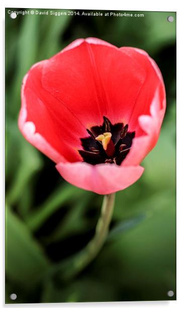  Open Single Tulip  Acrylic by David Siggers