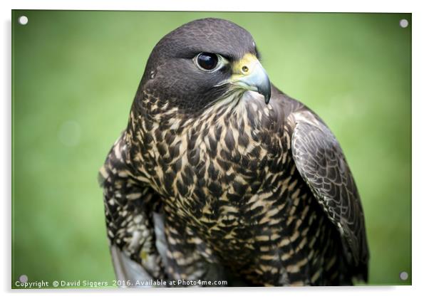 Black Gyr Peregrine Falcon Acrylic by David Siggers