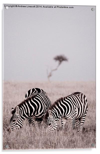  Zebras at dawn in the Masai Mara, Kenya Acrylic by Andrew Linscott