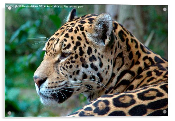 Beautiful Jaguar Acrylic by Kevin Askew