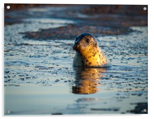 Donna Nook seal bobbing up. Acrylic by David Hall