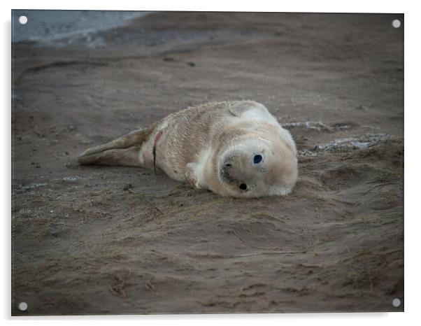 New born grey seal pup,  Donna Nook, Norfolk. Acrylic by David Hall