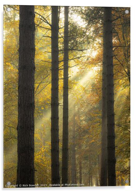 Light Through the Woods Norfolk Acrylic by Rick Bowden