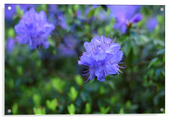 Detail of blue flower  Acrylic by Jonathan Evans