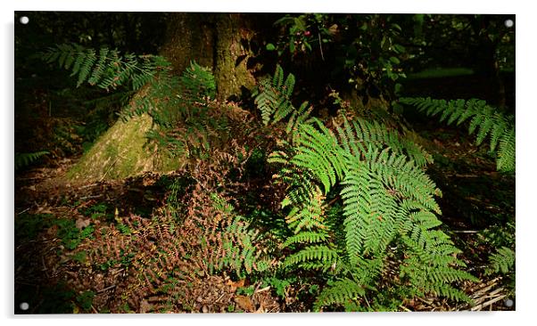 Ferns Forest floor  Acrylic by Jonathan Evans