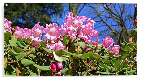 Pink Azaleas with a blue sky in the back  Acrylic by Jonathan Evans