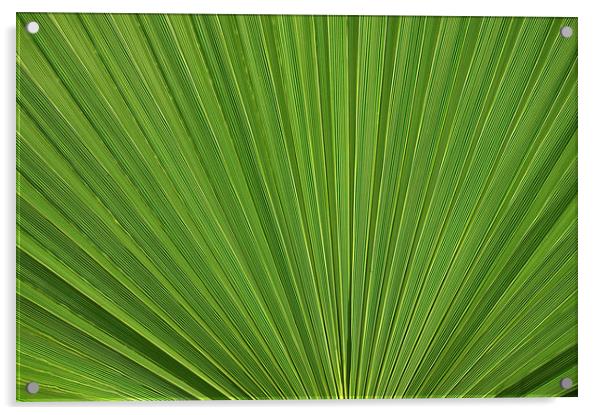 Palm Fan leaf, Licuala Elegans Acrylic by Jonathan Evans