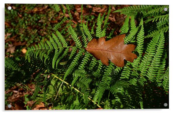 Oak leaf on Ferns Acrylic by Jonathan Evans