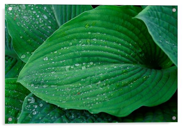 Green leaf and rain droplets  Acrylic by Jonathan Evans